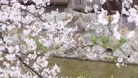 close up over sakura cherry blossoms at shirakawa river in kyoto