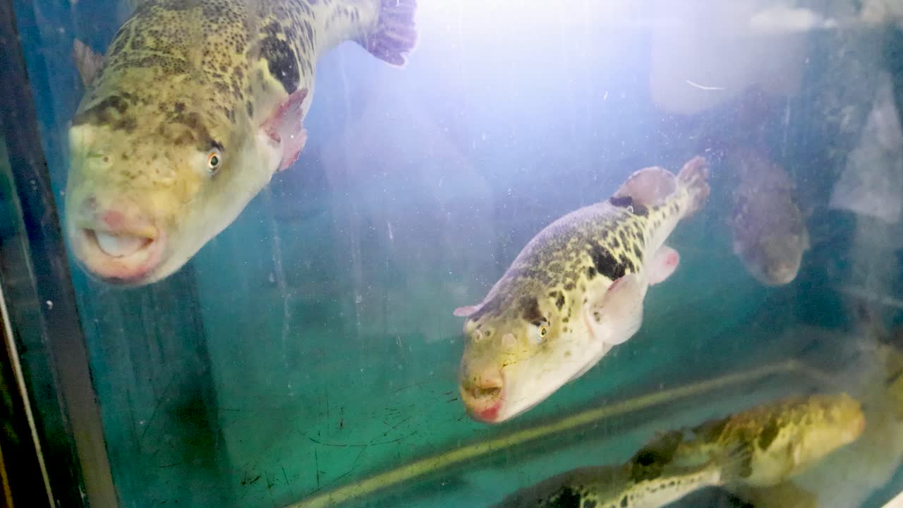 Pesci palla Takifugu nuotano all'interno di un acquario di vetro splendidamente illuminato in un ristorante di pesce a Osaka.