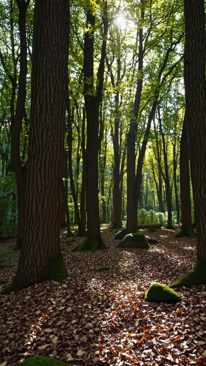A serene forest scene captured from a low angle, showcasing tall trees and sunlit leaves