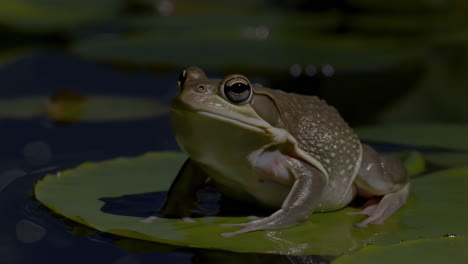 a frog sitting on a lily pad