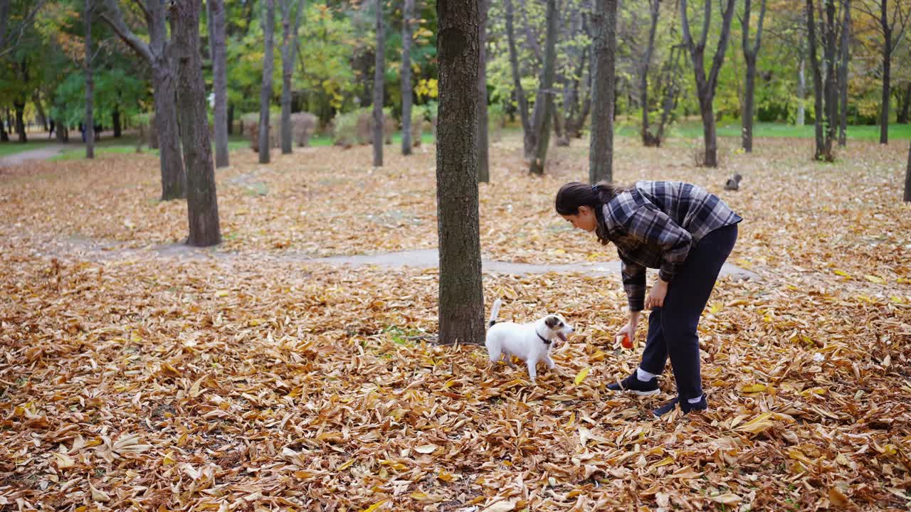Woman playing a ball with her playful Jack Russell Terrier, park with fall leaves