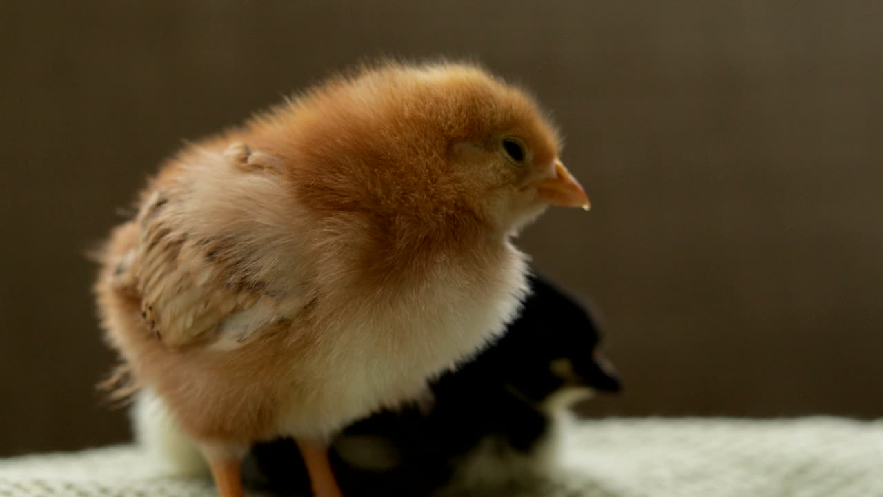 el pollo bebé se queda dormido mientras está de pie