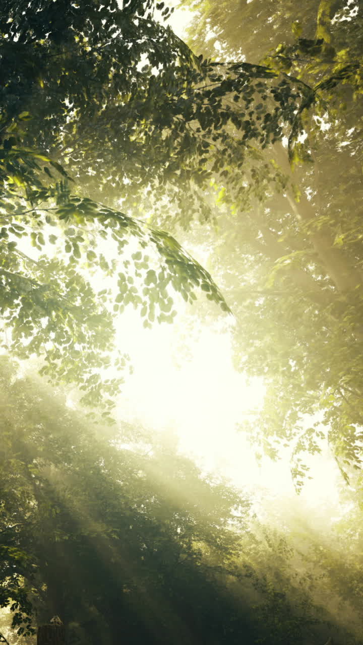 Light filters through trees in a dense forest during morning hours