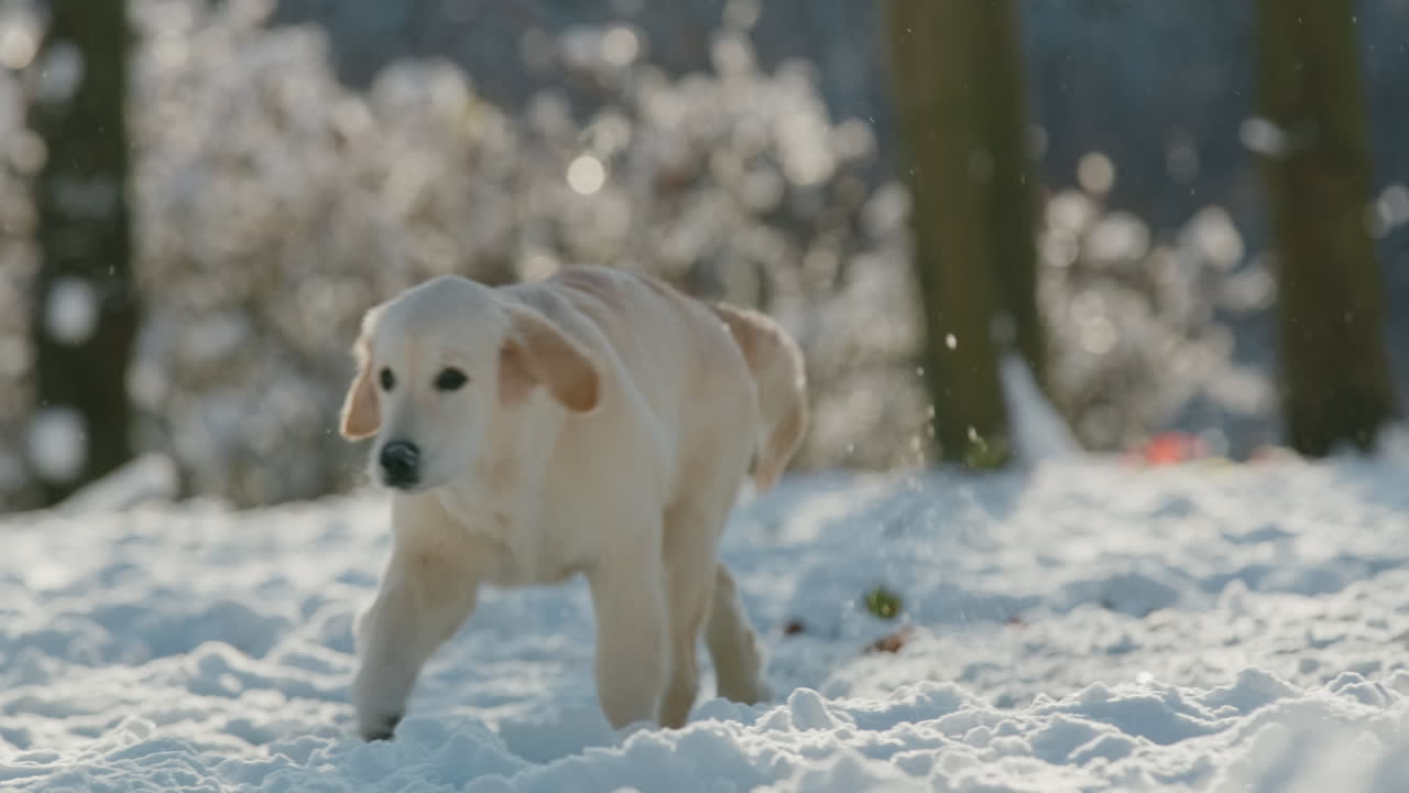 un golden retriever corre rápidamente a través de un bosque de invierno nevado. cámara lenta video 4k