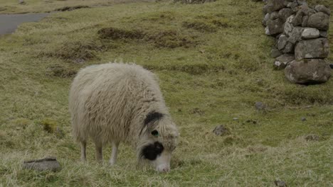 medium slow motion of a faroese sheep grazing in the countryside