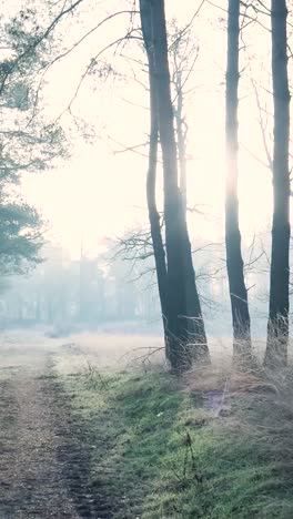 misty forest path at sunrise