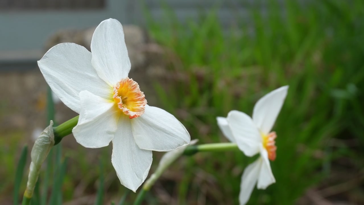 Nærbillede af hvide påskeliljer eller digternarcisser, der svajer i brisen i en engelsk landhave.