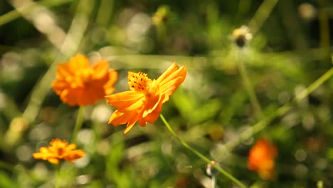 flor de caléndula al amanecer