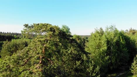 Pine-tree-shot-with-sunlight