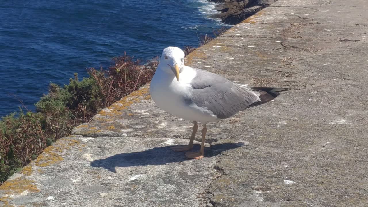 ave marina tranquila y tranquila gaviota sin asustarse en la plataforma al borde del mar en una soleada tarde de verano, tiro bloqueado avance zoom