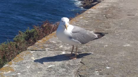 seabird calm and calm gull without being frightened on the platform at the edge of the sea on a sunny summer afternoon, shot blocked advancing zoom