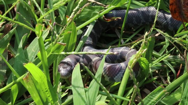 statische nahaufnahme einer kleinen schlange im gras, die sich zusammenrollt, als er einen angreifer sieht