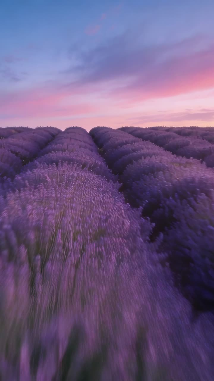 Video verticale: Telecamera panoramica che si muove lungo il corridoio centrale al tramonto, rivelando file di lavanda, con effetto sfocato.