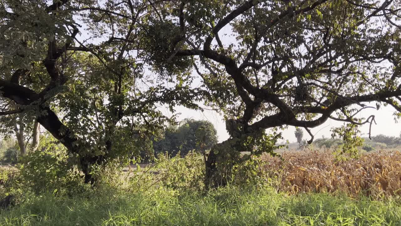 A tranquil rural scene with lush greenery, trees, and soft natural light outdoors