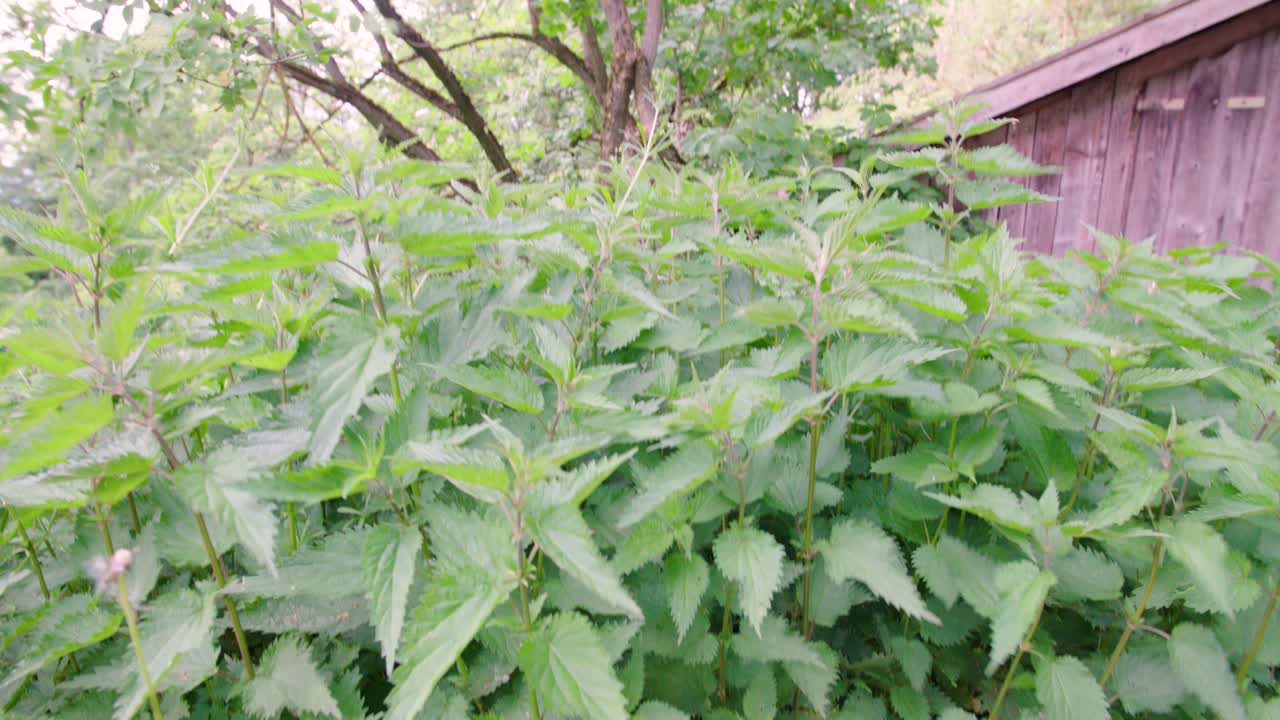 Elderflower bush and nettles in wild garden