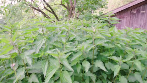 elderflower bush and nettles in wild garden