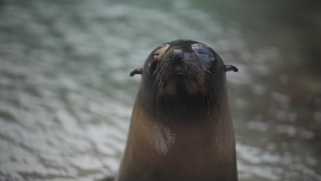 close up of a cute baby fur seal, turning its head and looking into the camera with big eyes, then showing its neck