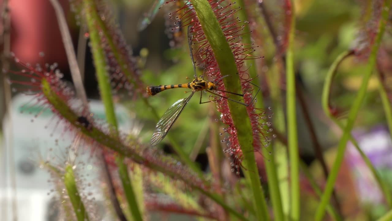 Tipula gialla appollaiata su una pianta - Primo piano.