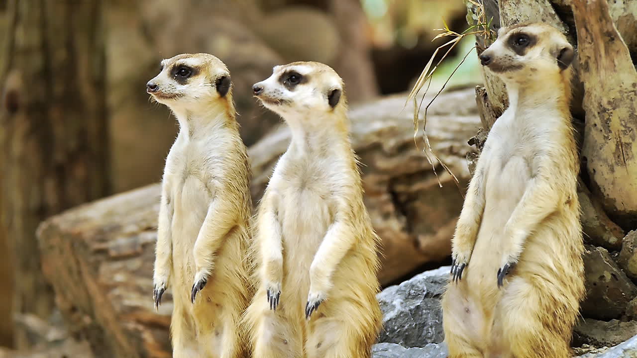 Meerkats in an open zoo in Thailand displaying natural behavior, standing upright, foraging, and interacting in a sandy, rocky habitat surrounded by logs and natural features