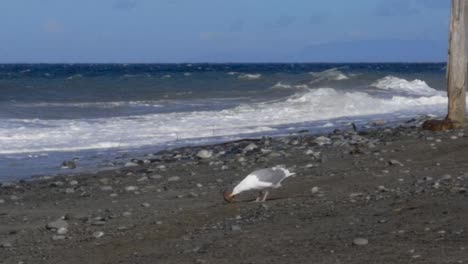 seagull eats crab on shore of beach with ocean waves in background in pacific northwest, usa