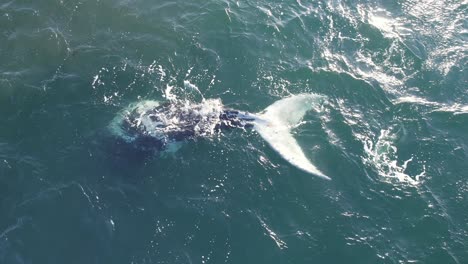 Observando-A-Una-Ballena-Franca-Austral-Parcialmente-Leucista-Mientras-Se-Sumerge-Mostrando-Su-Aleta-Caudal-Completamente-Blanca.