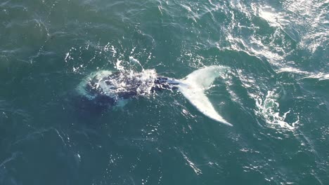 mirando a una ballena franca meridional parcialmente leucística mientras se sumerge mostrando su aleta de cola blanca completa