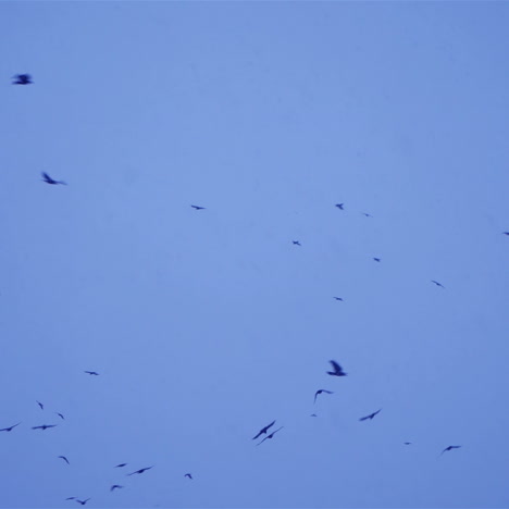 flock of birds fly in the sky. black birds in winter conditions