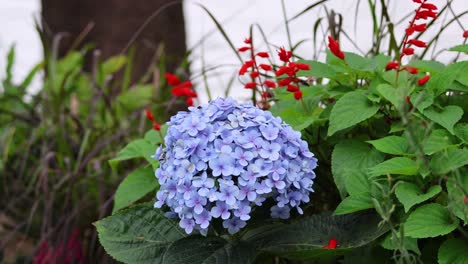 hydrangea and red flowers gently swaying.