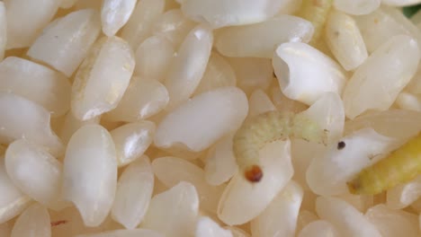 indianmeal moth larvae infest rice grains