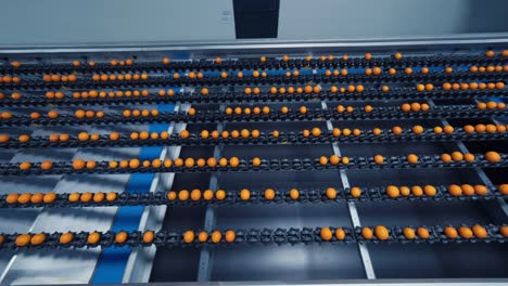 industrial production sorting line of citrus fruits in packing plant-1