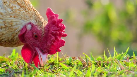 Extreme-close-up-shot-of-Free-range-cock-eating-and-walking-on-a-grass-field---portrait-rooster-picking-food,-farm-birds---Close-up-shot-of-a-chicken