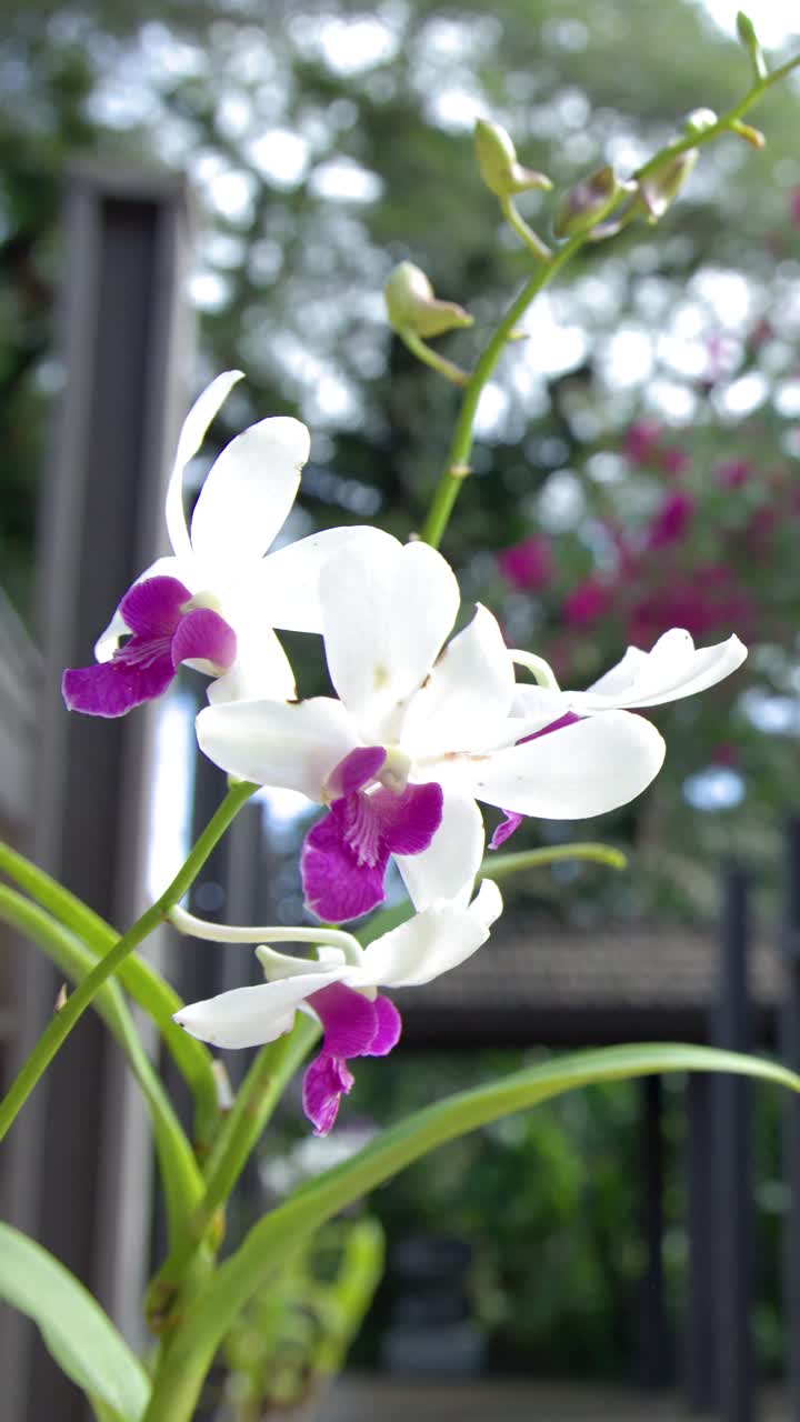 Primo piano di orchidee bianche e rosa che ondeggiano delicatamente in un lussureggiante cortile di un resort tropicale