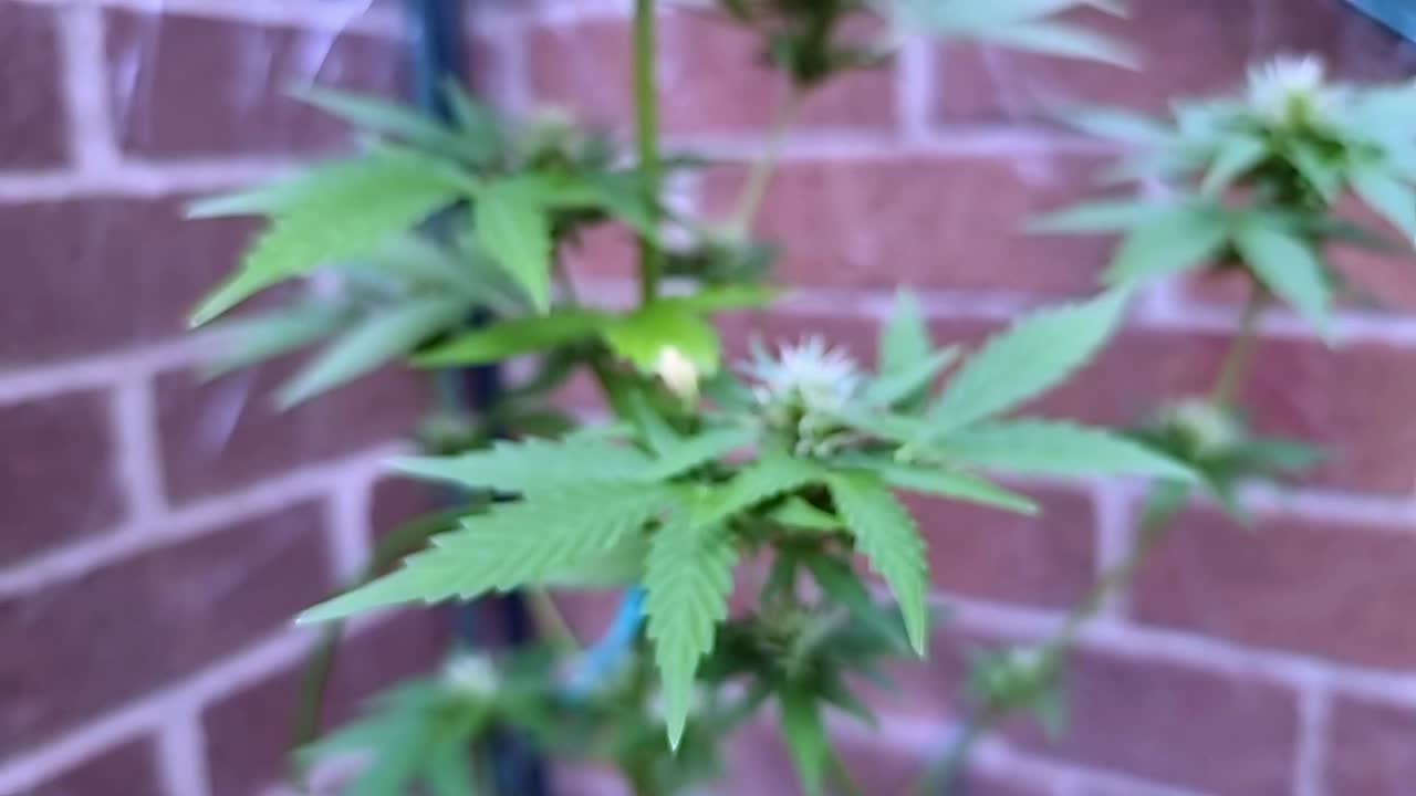 활기찬 꽃을 피우는 대마초 식물 잎자루가 정원 온실에서 성장합니다.