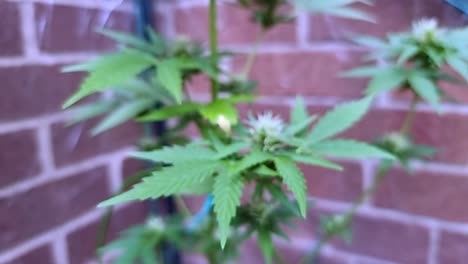 vibrant flowering marijuana plant foliage close up growing in gardening greenhouse