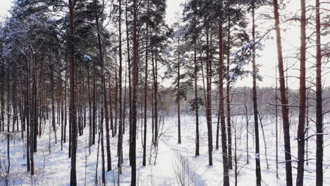 Schneefall.-Winter-Wunderland.-Es-Schneit-Verschneit.-Sonnenuntergang,-Dämmerung,-Sonnenschein.-Waldbäume-Wald-Natur.-Zeitlupe.-Winterhintergrund.-Romantisches-Wunderland.-Wunderschöne-Umgebung