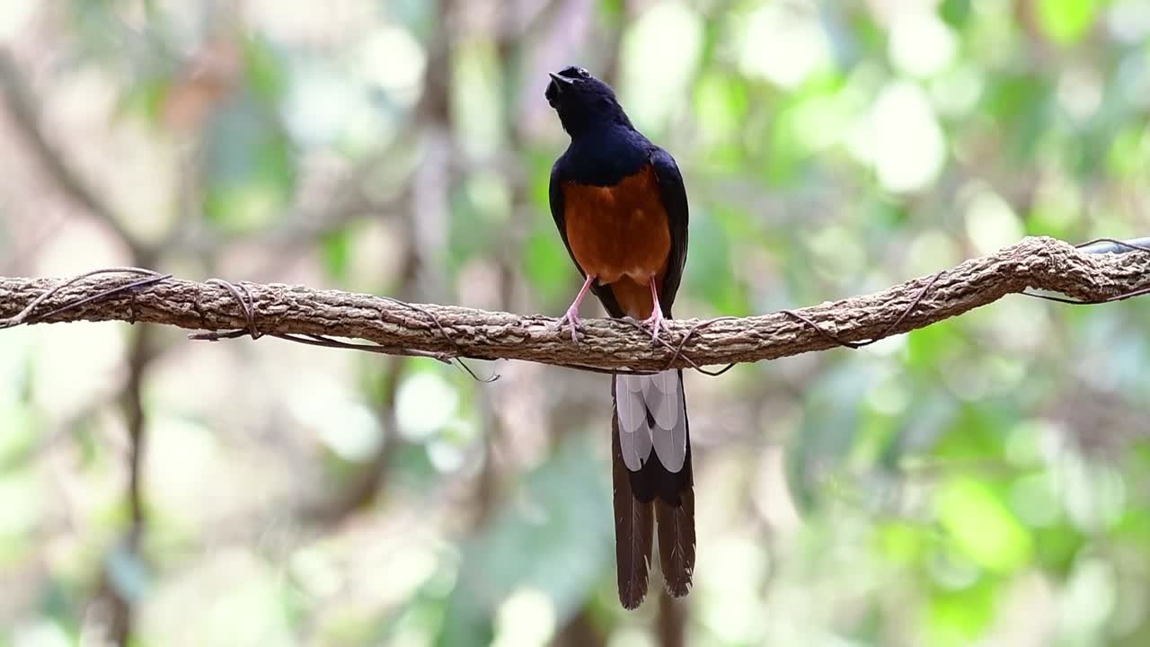 숲 보케 배경, copsychus malabaricus, 원래 속도로 포도나무에 자리 잡은 흰 엉덩이 샤마