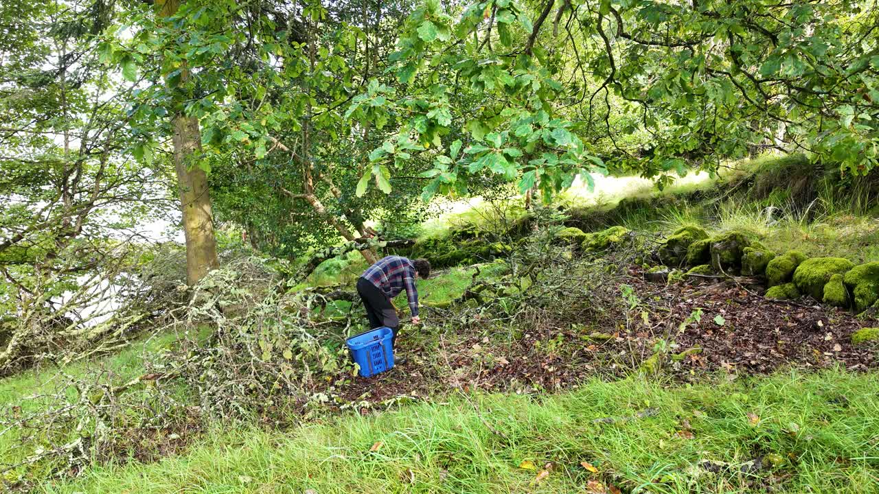 Man gathering fallen sticks and firewood in a lush green woodland with dog