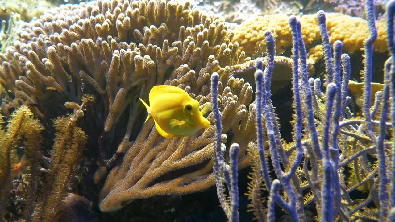Tropical yellow and pink fish swimming between sea anemone and corals,close up