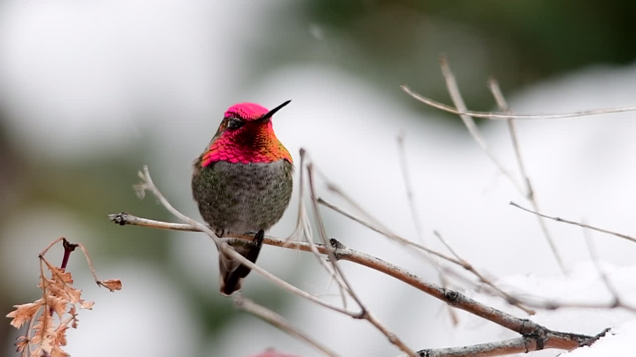 colibrí colorido en el invierno se va volando