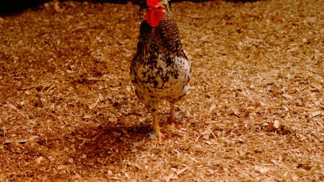 el gallo en el granero 4k