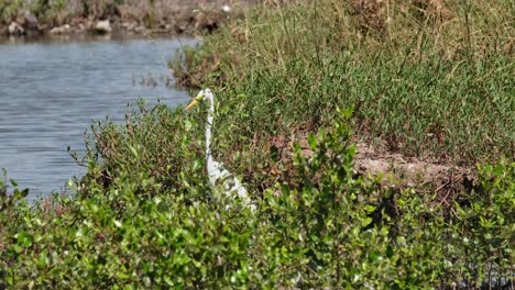 Seen-within-thick-grass-facing-to-the-left-then-a-black-bird,-probably-a-Drongo,-flies-from-the-left-straight-to-its-head-then-ducks-to-evade-the-the-attack,-Great-Egret-Ardea-alba,-Thailand