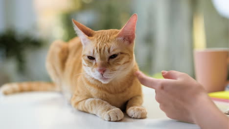 woman working with cat