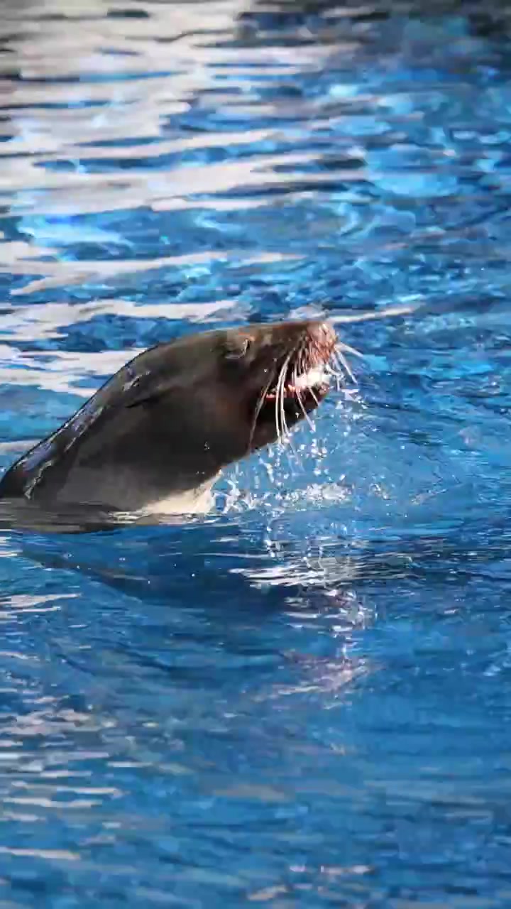 Eine verspielte Robbe taucht aus blauem Wasser auf, um Futter zu fangen und senkrecht zu fressen.