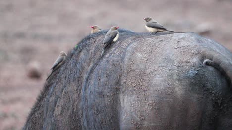 oxpeckers birds at the back of buffalo