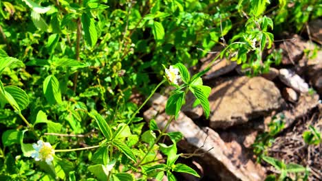 bee is pollinating small white and yellow flowers amidst lush green foliage under sunlight
