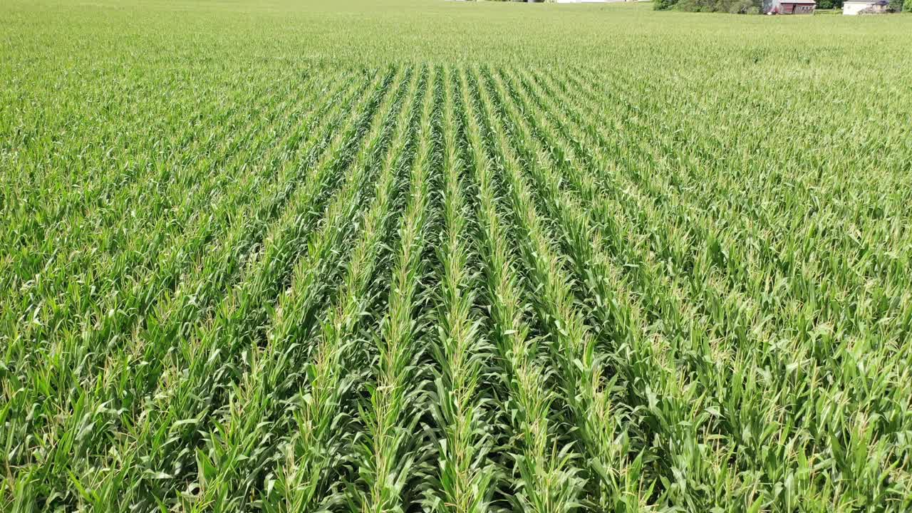 paisaje de campo de maíz