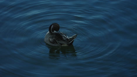 Pintail-Norteño-Macho-Acicalándose-En-La-Superficie-Del-Agua