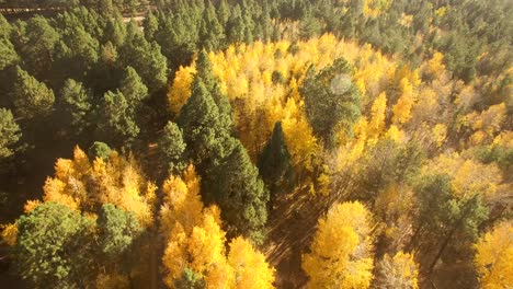 aerial drone ascent over a small grove of quaking aspens fall foliage, coconino national forest, flagstaff, arizona