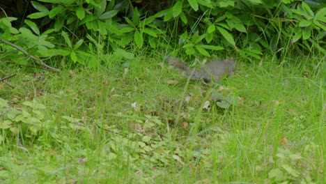 buscando alimento en el suelo del bosque de trentham monkey forest, una ardilla está buscando semillas caídas, nueces y frutas para comer.