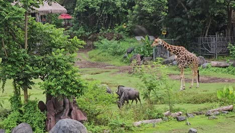 wild animals grazing on green lush natural habitat at bali safari and marine park in bali, indonesia